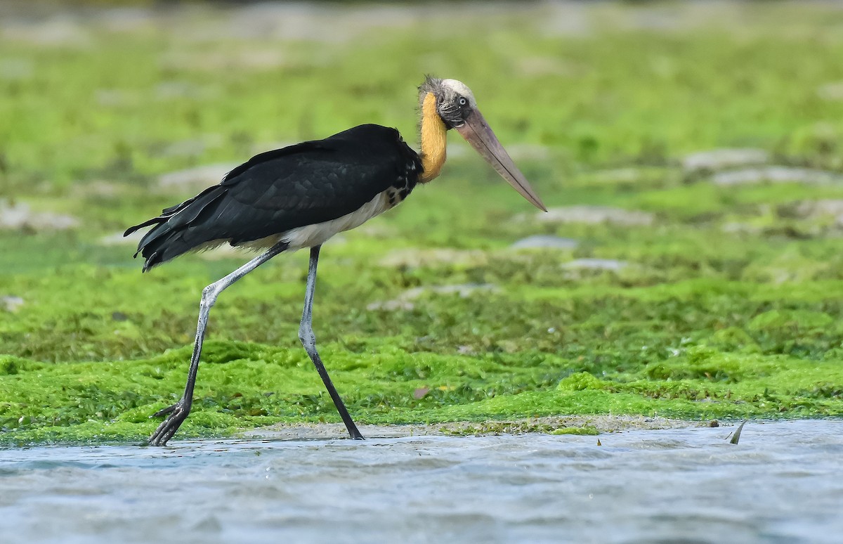 Lesser Adjutant - ML368096981