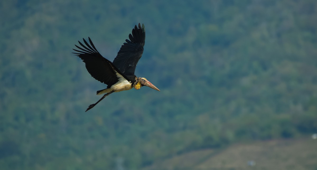 Lesser Adjutant - ML368097041