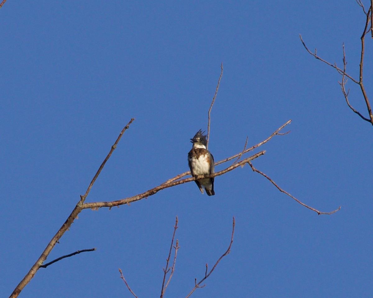 Belted Kingfisher - Victoria Sokolowski