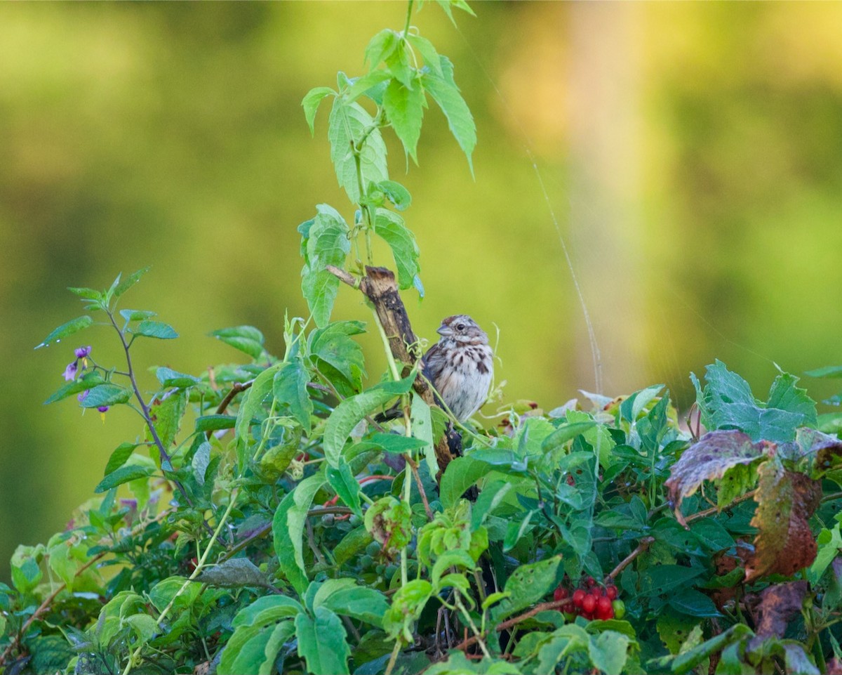 Song Sparrow - Victoria Sokolowski