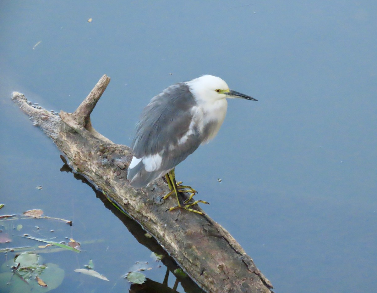 Little Blue Heron x Snowy Egret (hybrid) - ML368098131
