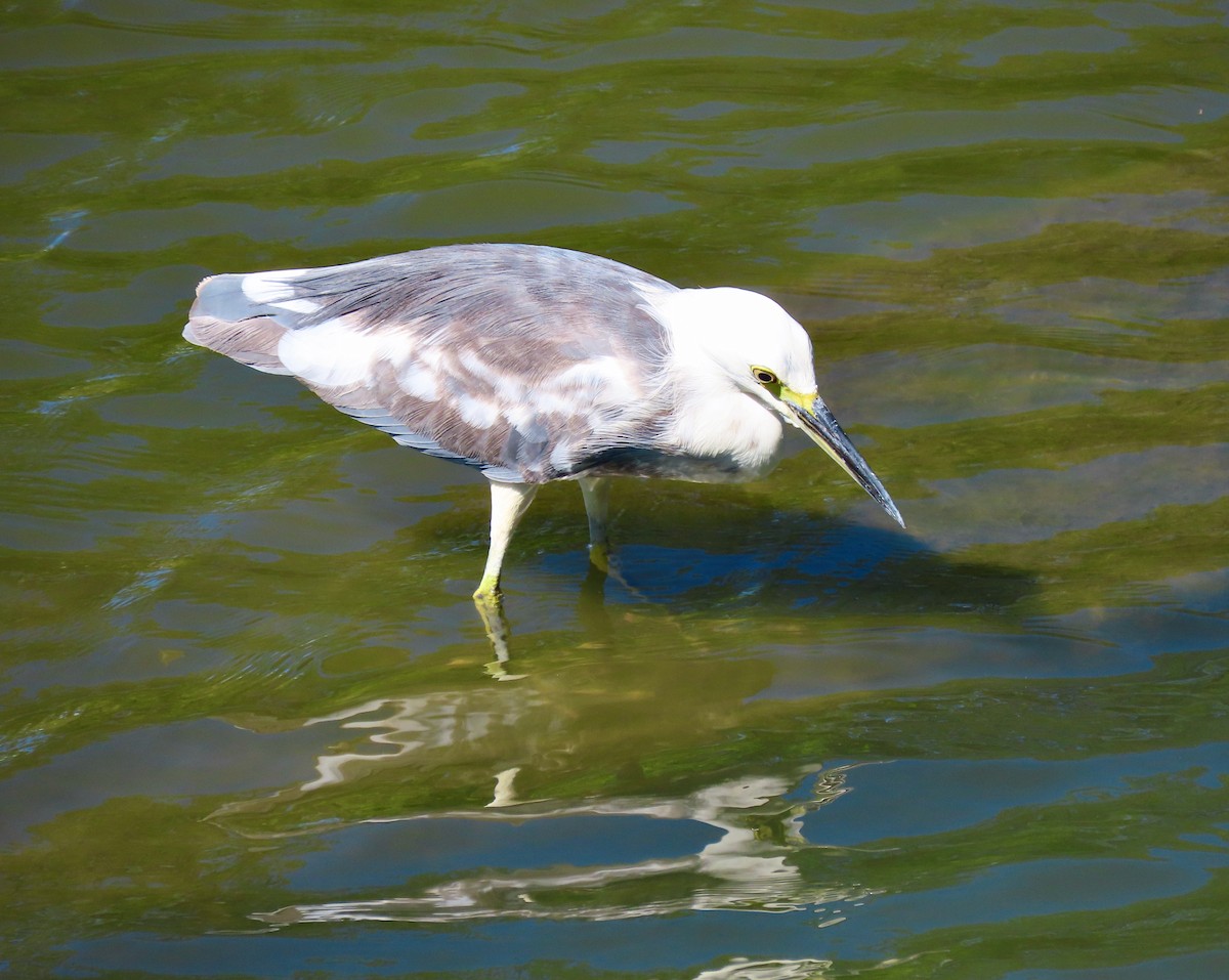 Little Blue Heron x Snowy Egret (hybrid) - ML368098221