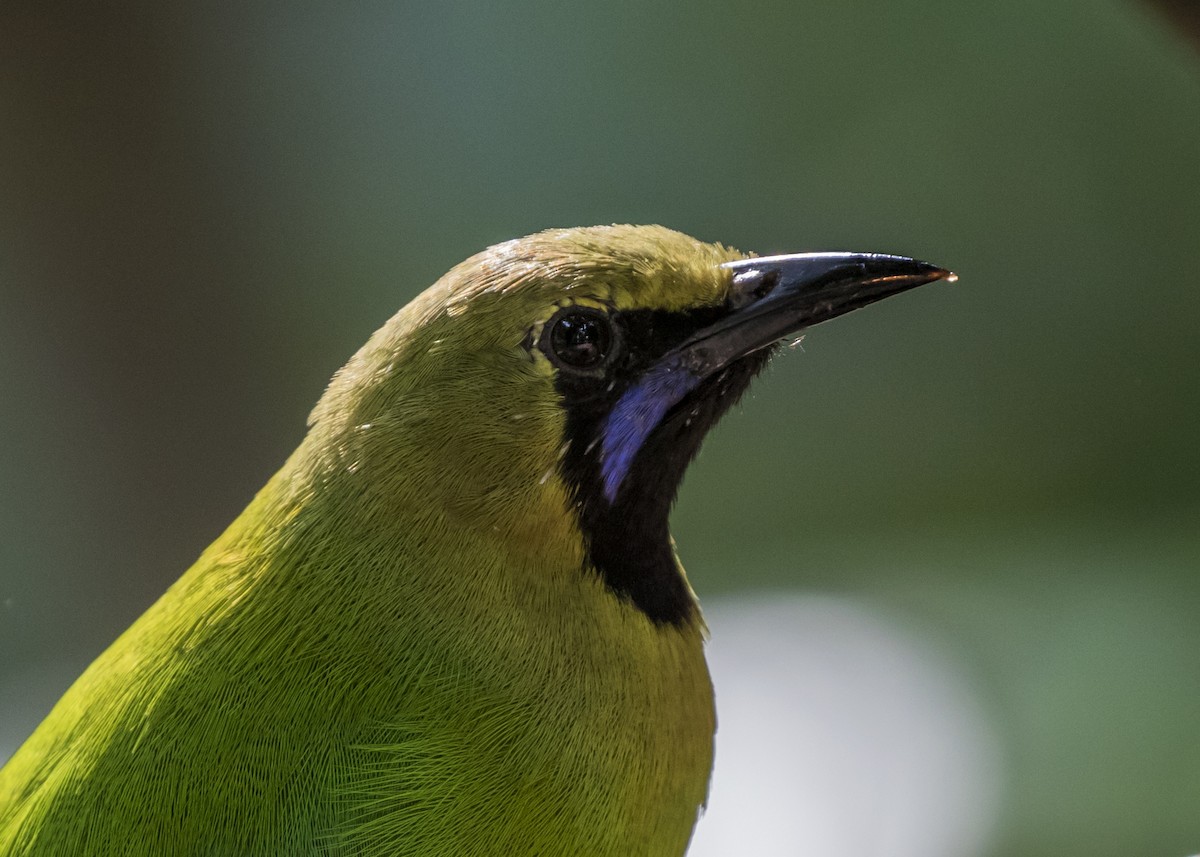 Jerdon's Leafbird - ML368099931