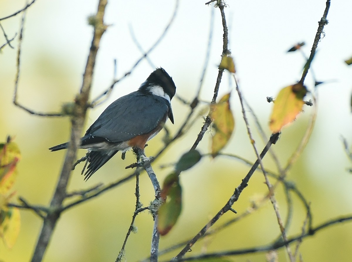 Belted Kingfisher - ML368100841