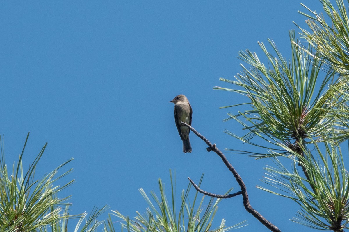 Western Wood-Pewee - ML368101221