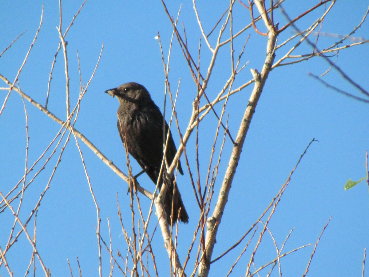 Brewer's Blackbird - ML368105431