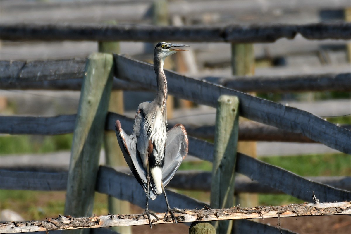 Great Blue Heron - ML368105751