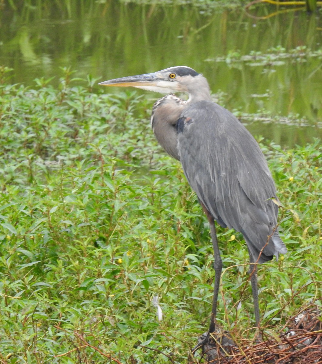 Great Blue Heron - ML368105921