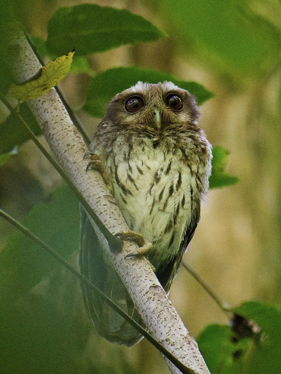 Bare-legged Owl - ML368108251
