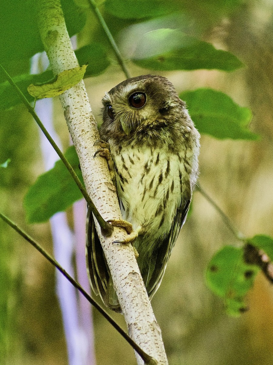 Bare-legged Owl - ML368108521