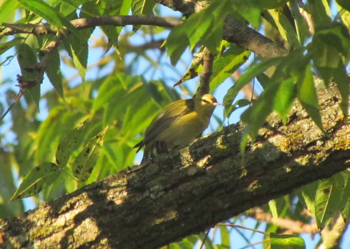 Tennessee Warbler - ML368109141