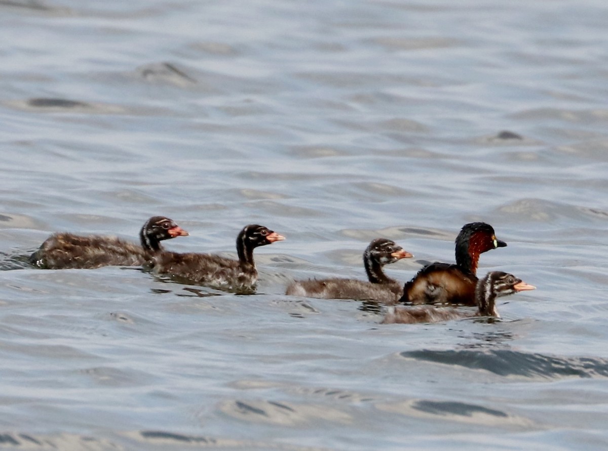 Little Grebe - ML368109551