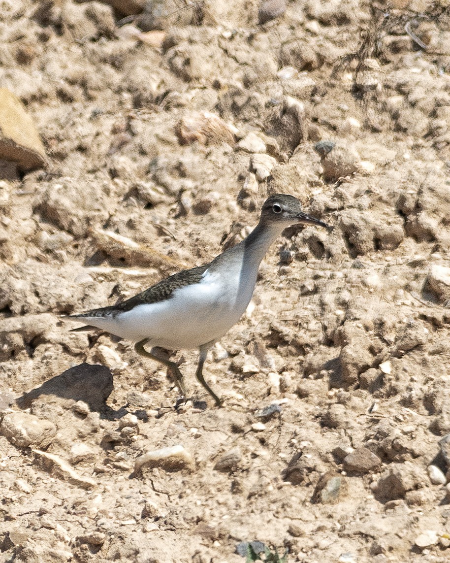 Spotted Sandpiper - ML368110881