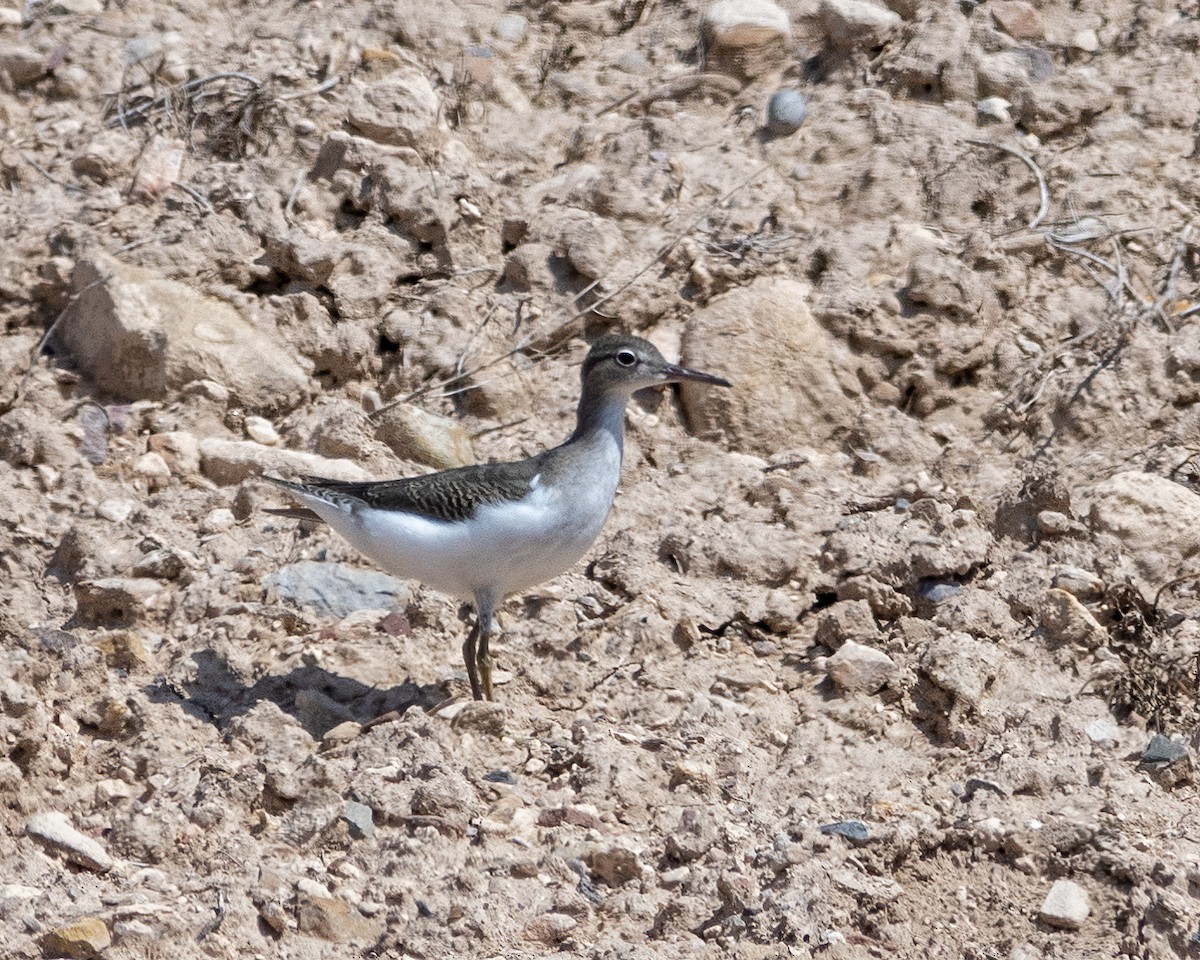 Spotted Sandpiper - ML368110891