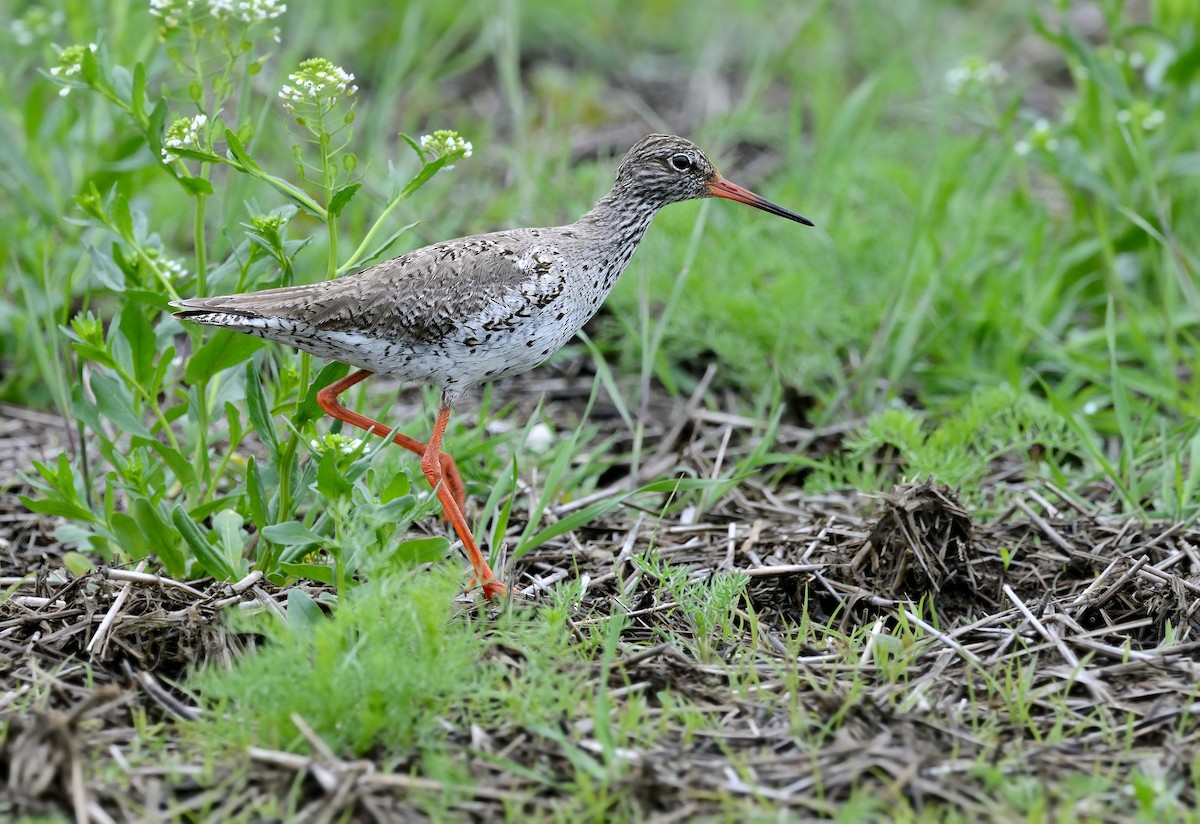 Common Redshank - ML368111271