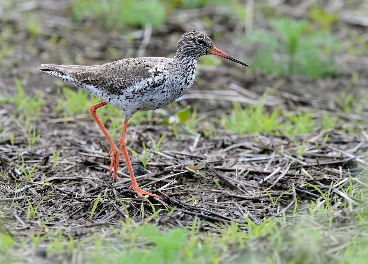 Common Redshank - ML368111331