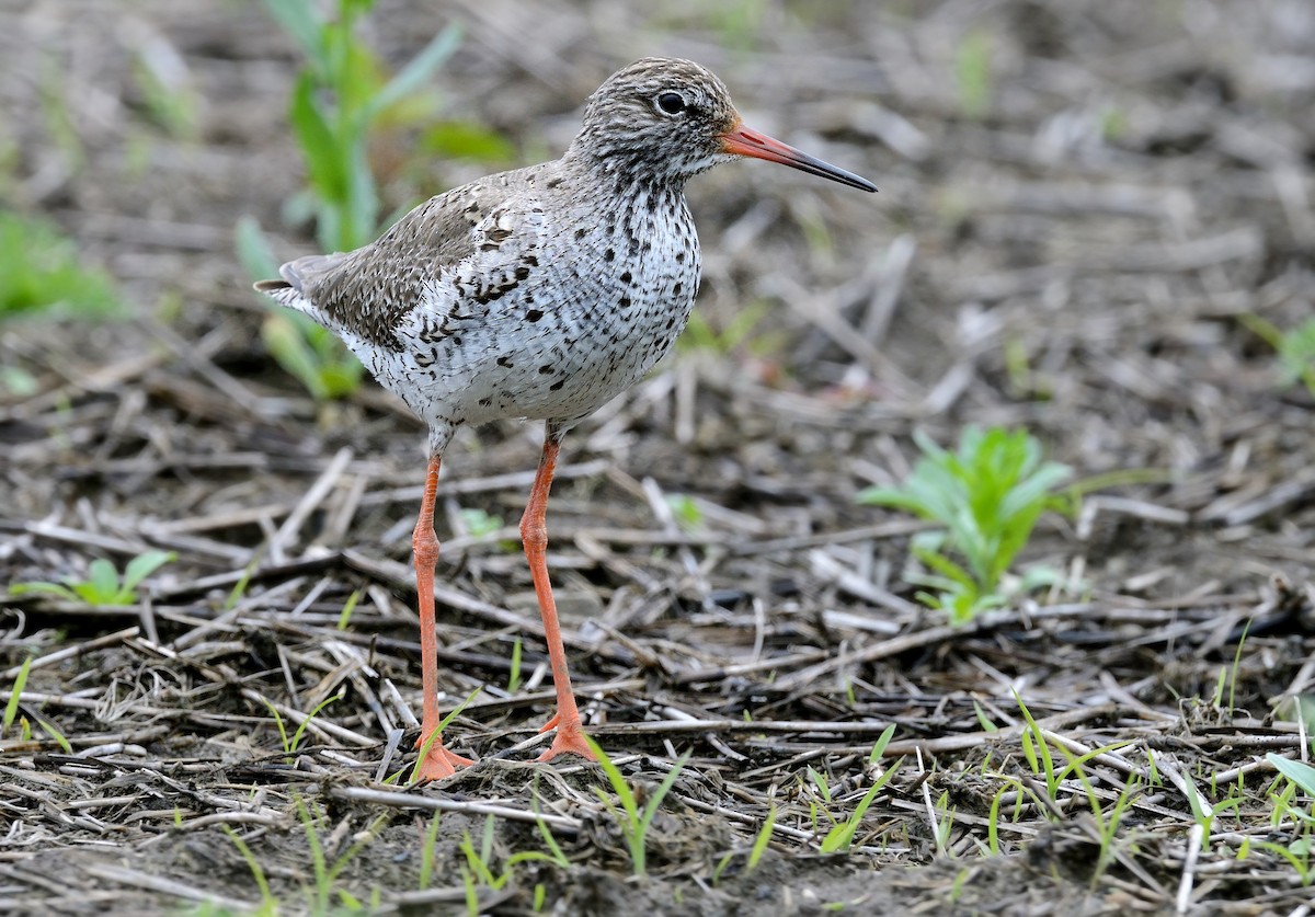 Common Redshank - ML368111401