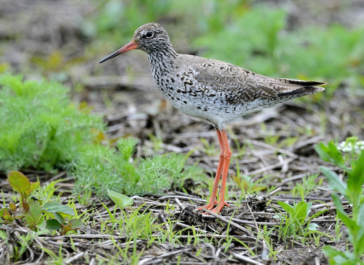 Common Redshank - ML368111451