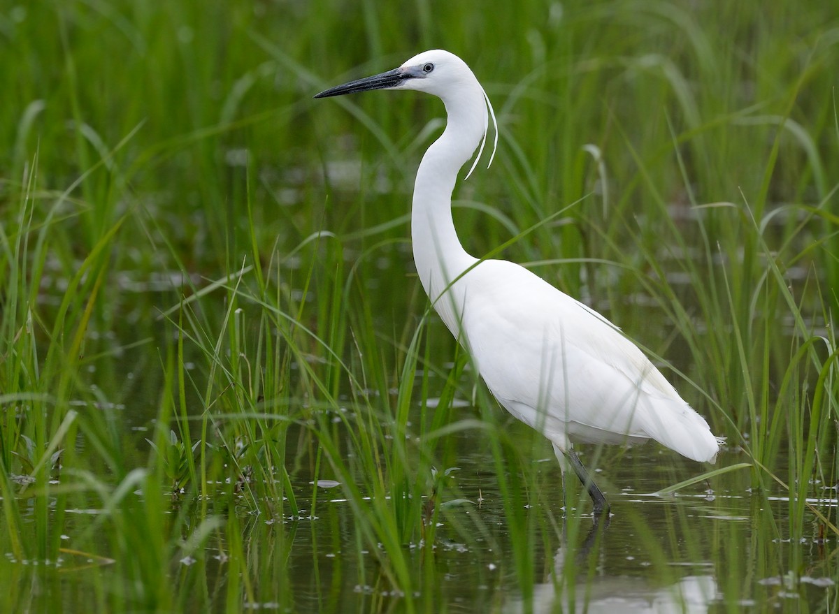 Little Egret - ML368111531