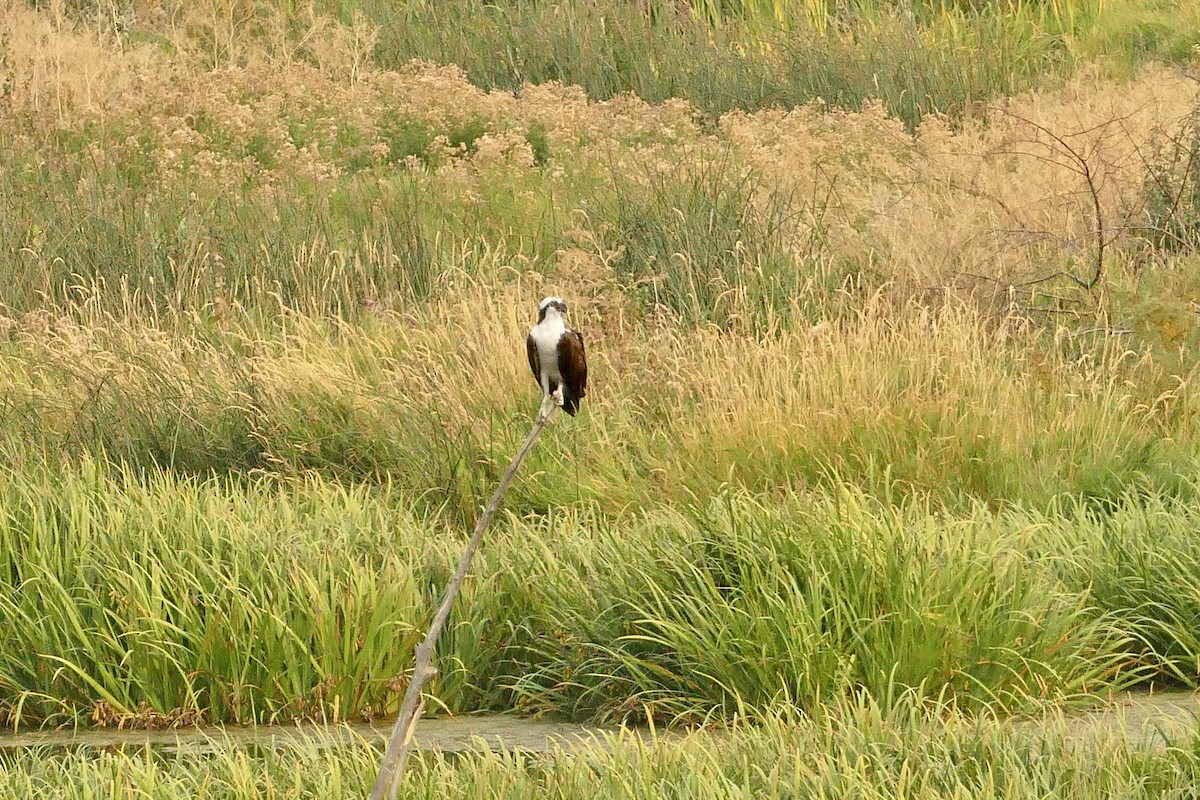 Загасч явлаг - ML368113671