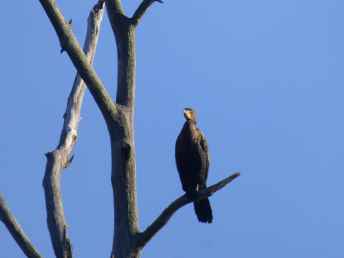 Double-crested Cormorant - ML368113681