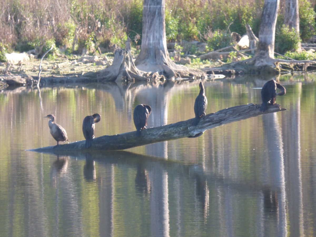 Double-crested Cormorant - ML368113701