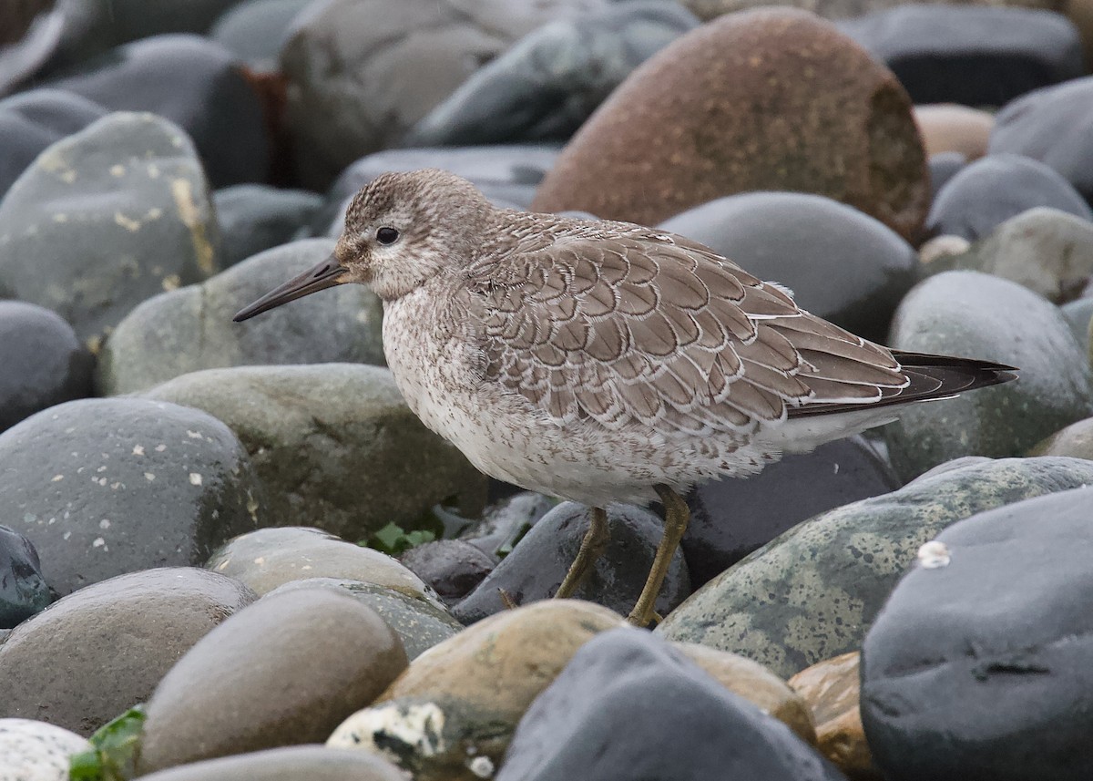 Red Knot - Len  Jellicoe