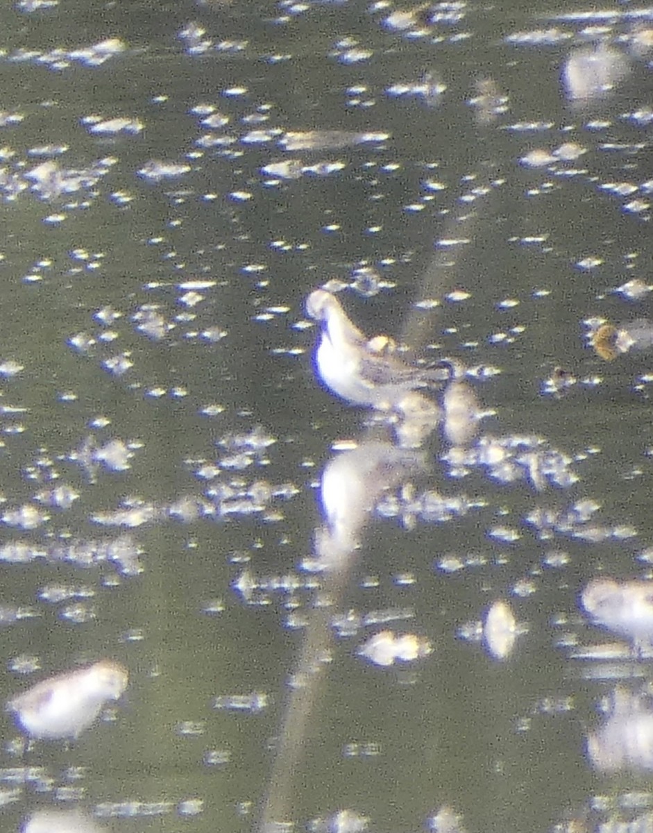 Wilson's Phalarope - ML368115581