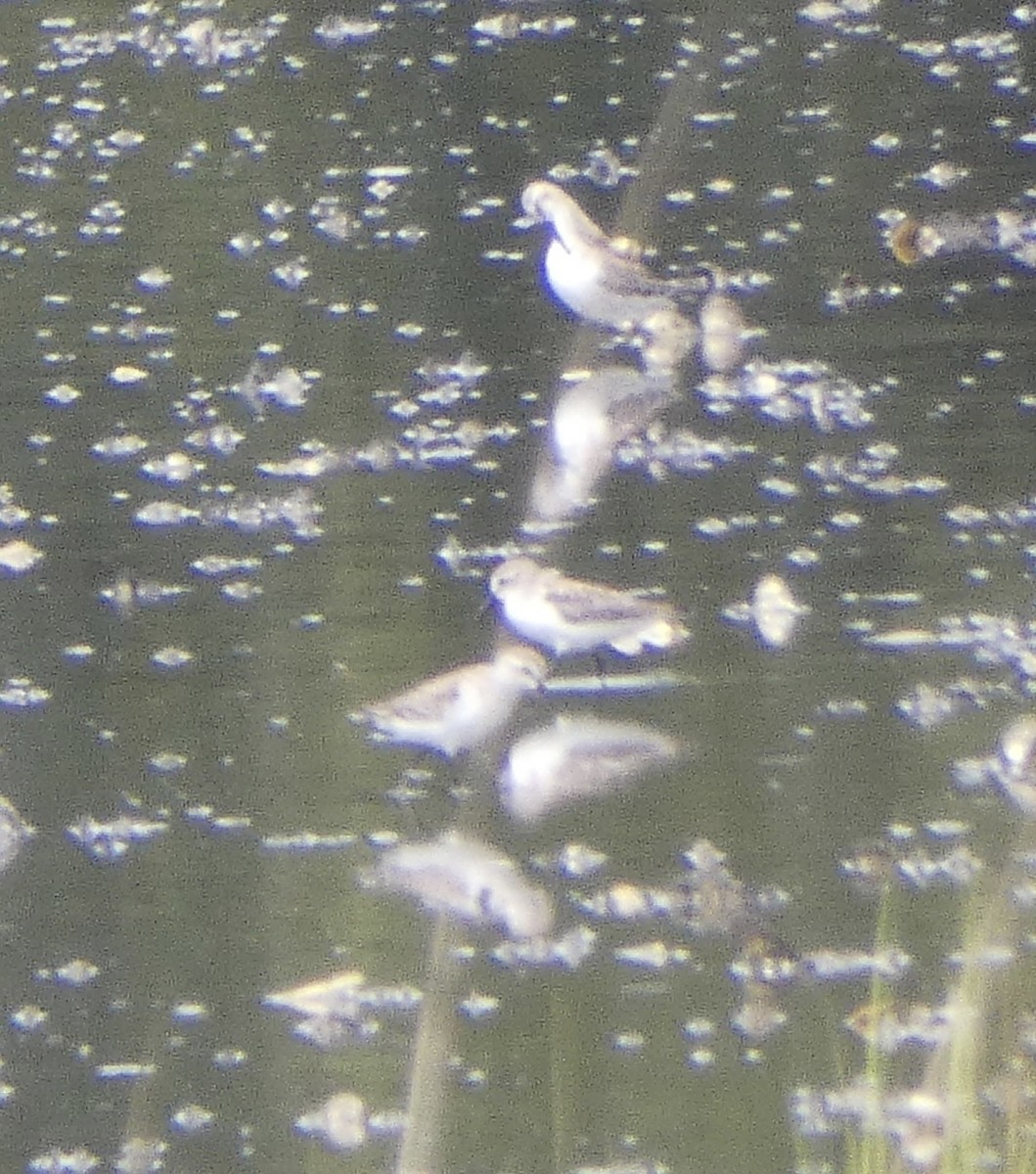 Wilson's Phalarope - ML368115591