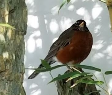 American Robin - ML368118361