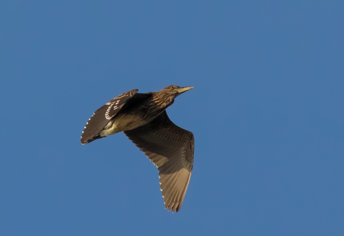 Black-crowned Night Heron - Samim Akhter