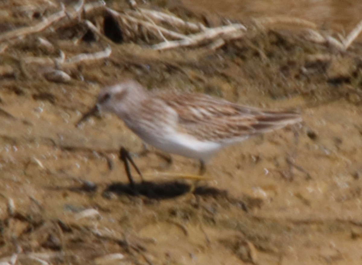 Least Sandpiper - Barry Spolter