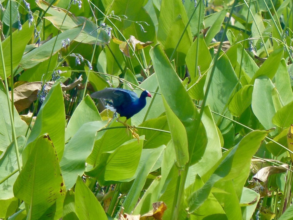 Purple Gallinule - Erik Haney