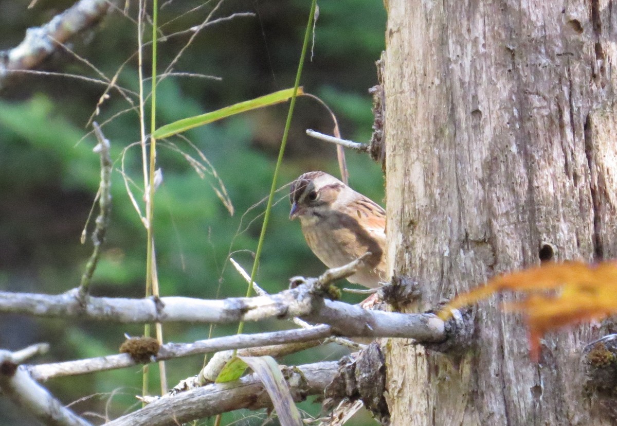 Swamp Sparrow - ML36812391