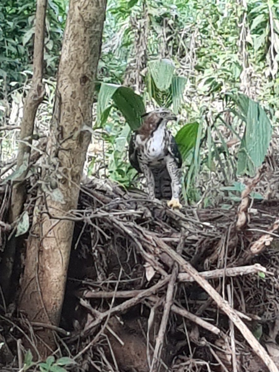 Ornate Hawk-Eagle - ML368123991