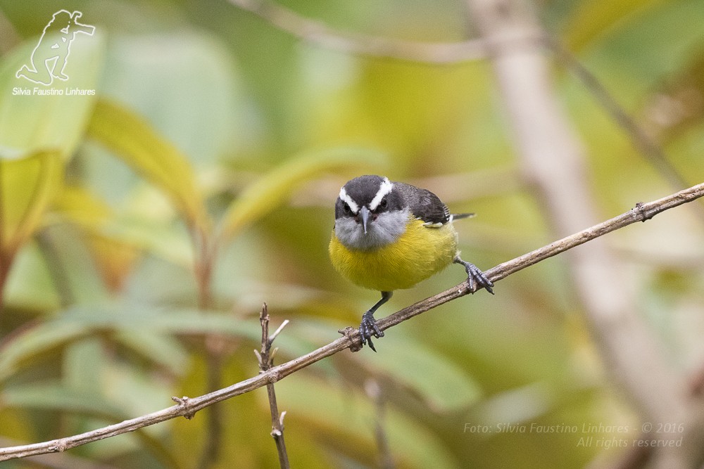 Bananaquit - Silvia Faustino Linhares