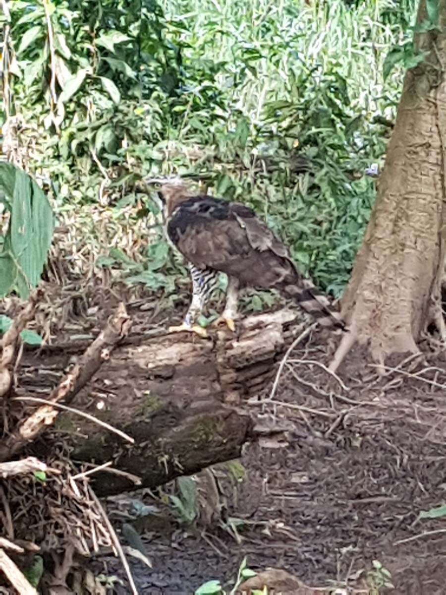 Ornate Hawk-Eagle - ML368124581