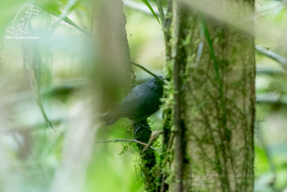 Plumbeous Antvireo - ML36812471