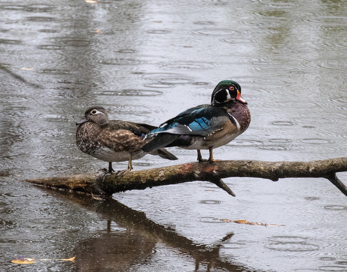 Wood Duck - David Hoar