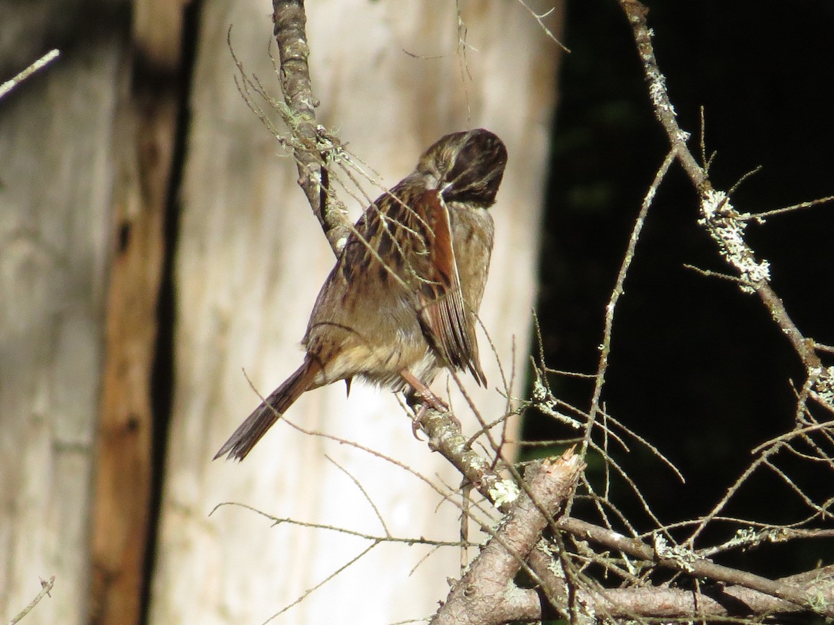 Swamp Sparrow - ML36812551