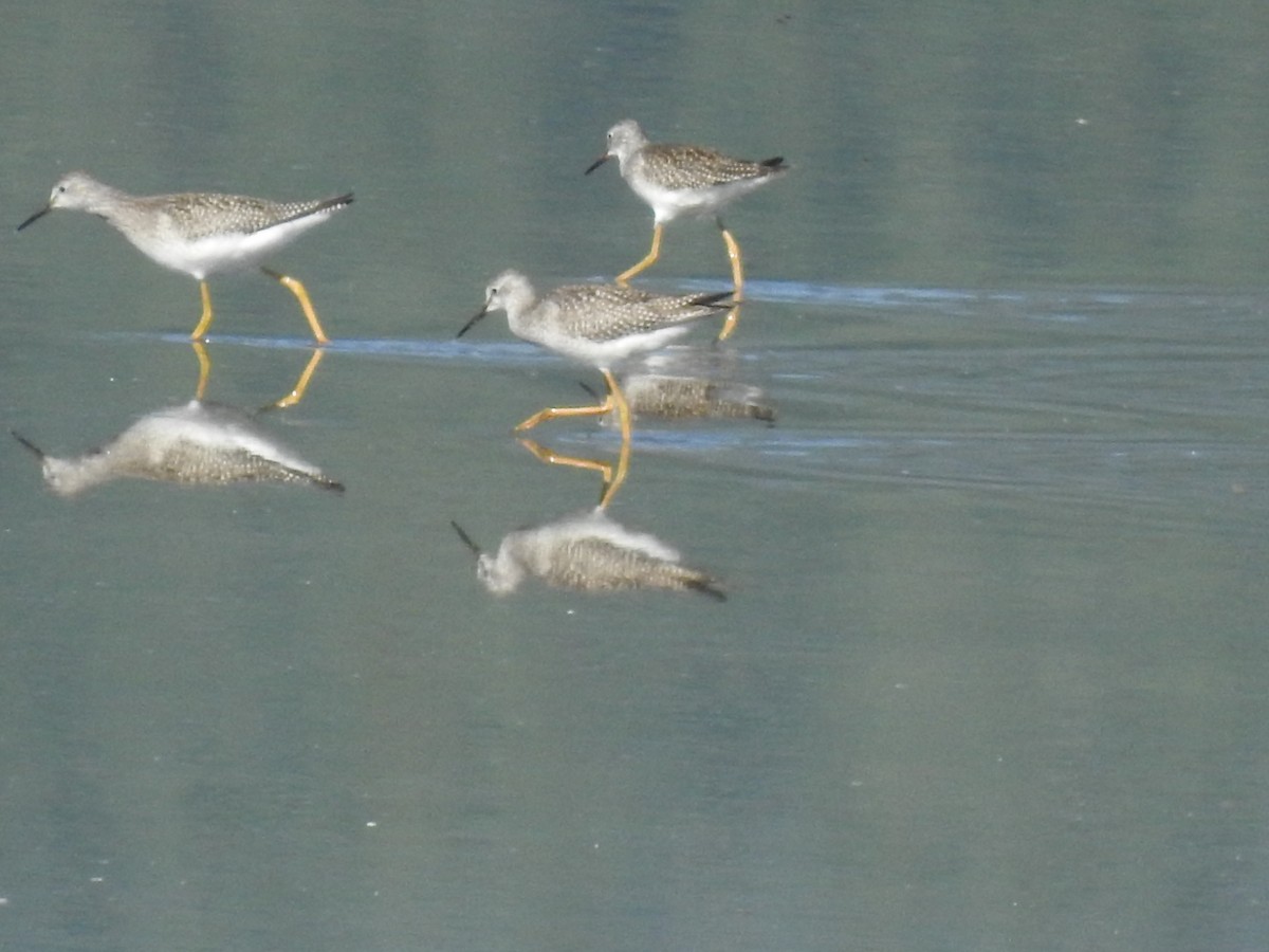 gulbeinsnipe - ML368127681