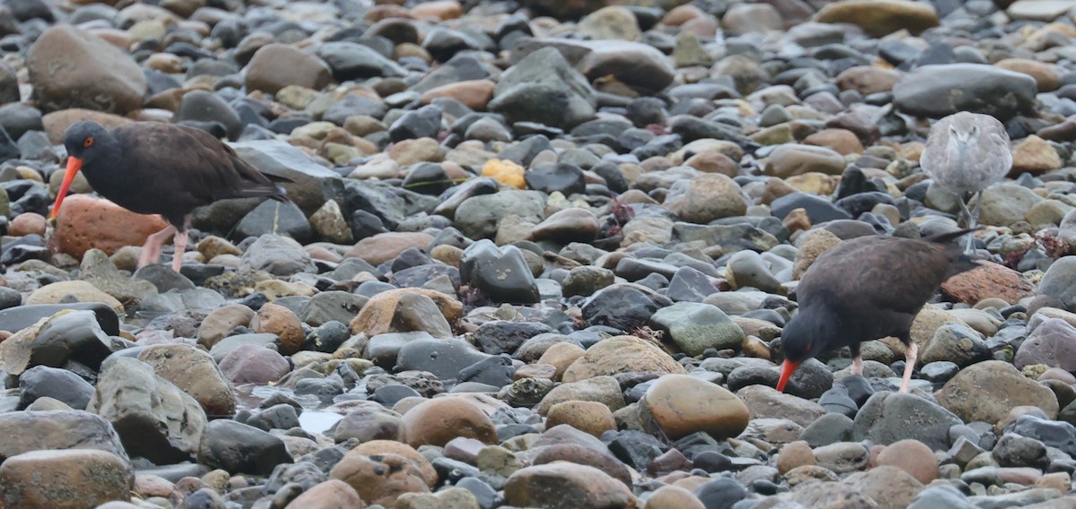 Black Oystercatcher - ML368128931