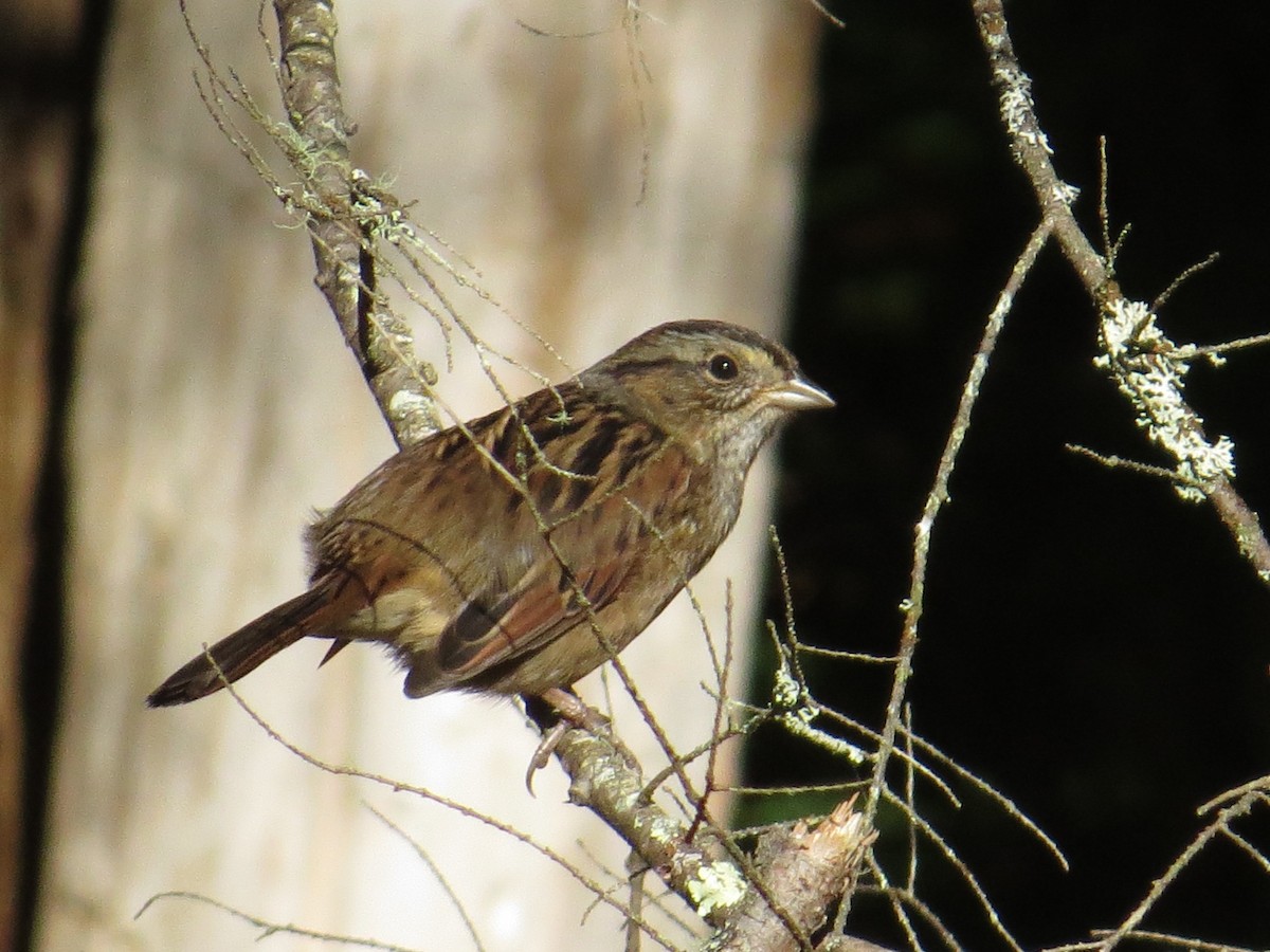 Swamp Sparrow - ML36813031