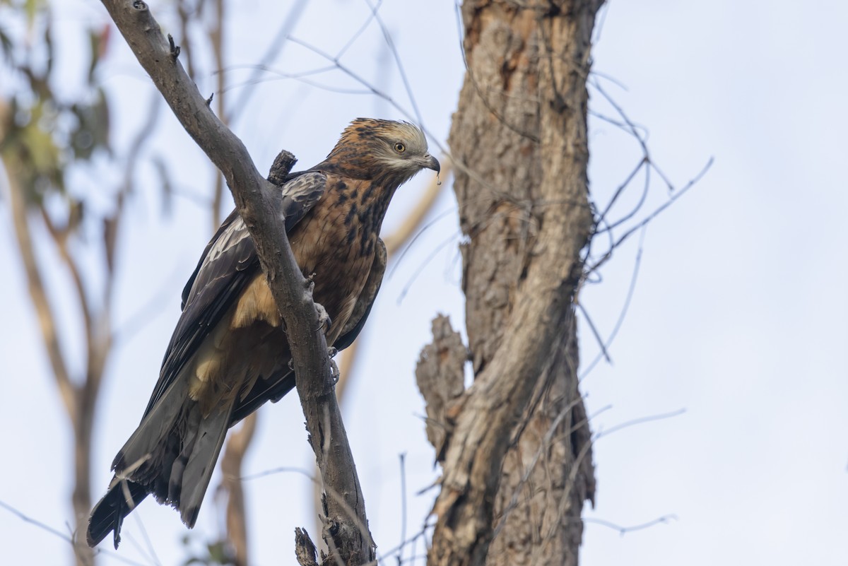 Square-tailed Kite - ML368130861