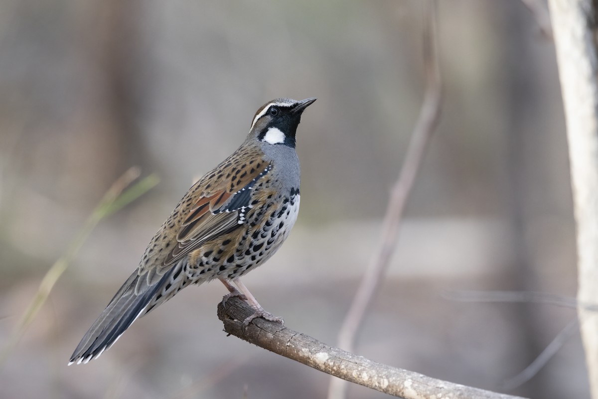 Spotted Quail-thrush - Timothy Paasila
