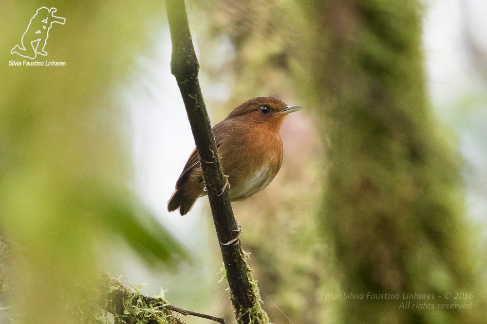 Rufous Gnateater - ML36813321