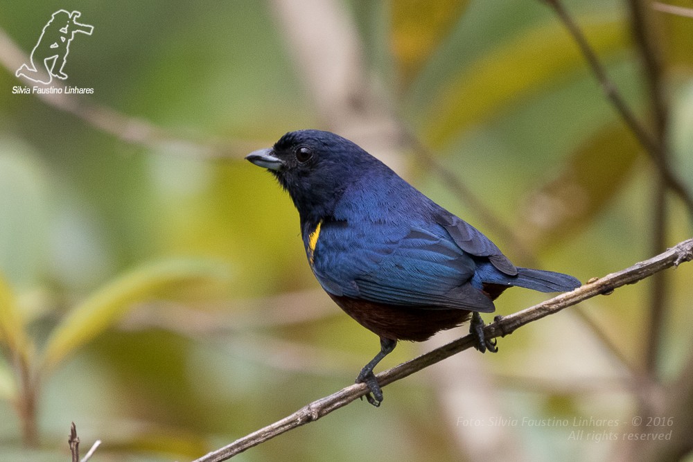 Chestnut-bellied Euphonia - Silvia Faustino Linhares