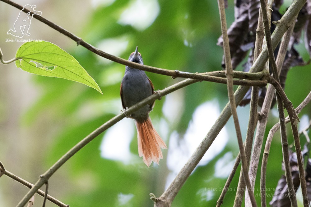 Bahia Spinetail - ML36813361