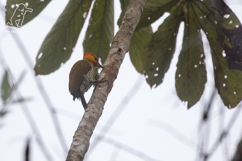 Yellow-throated Woodpecker - Silvia Faustino Linhares