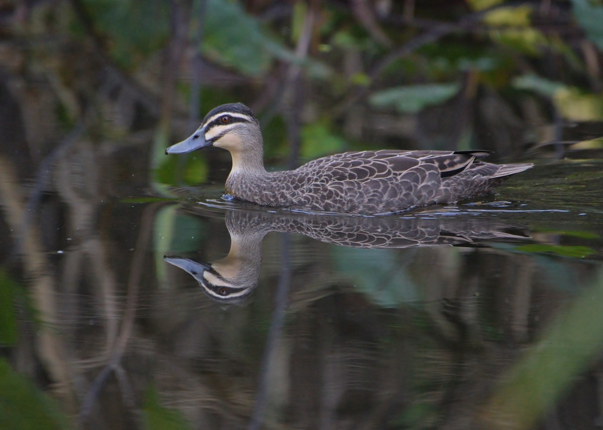 Pacific Black Duck - ML368134021